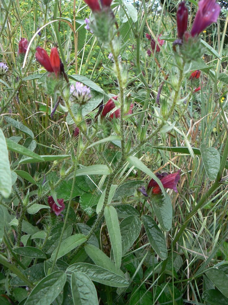 Echium creticum