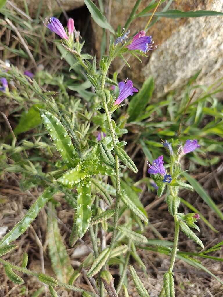 Echium rosulatum subsp. rosulatum