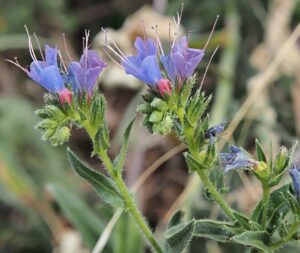 Echium salmanticum
