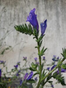 Echium vulgare subsp. vulgare