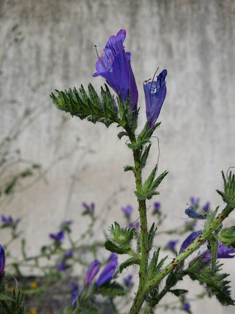 Echium vulgare subsp. vulgare