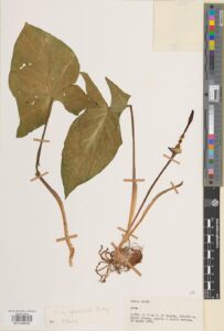 Arum cyrenaicum