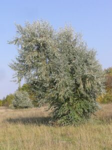 Elaeagnus angustifolia