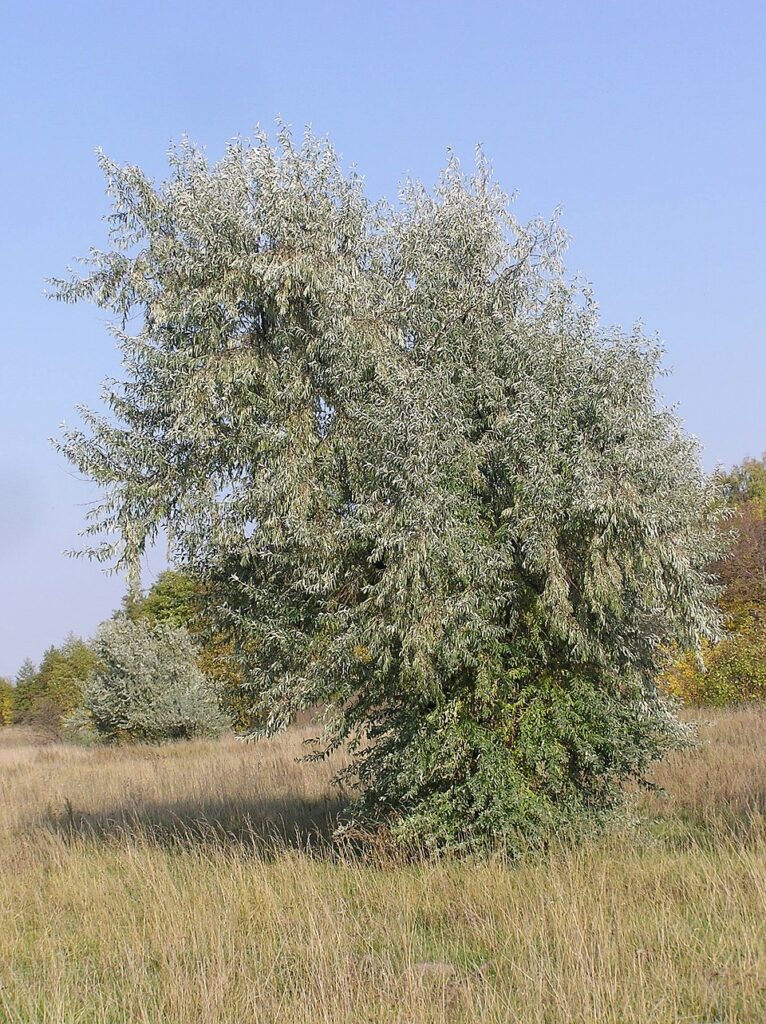 Elaeagnus angustifolia