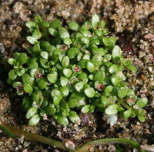 Elatine hexandra