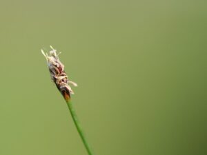 Eleocharis acicularis