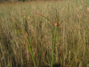 Eleocharis multicaulis
