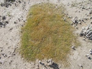 Eleocharis parvula