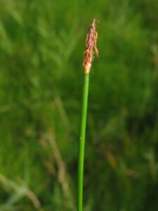 Eleocharis uniglumis