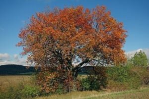 Sorbus torminalis