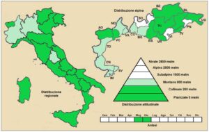 Elytrigia atherica
