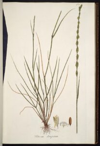 Elytrigia scirpea