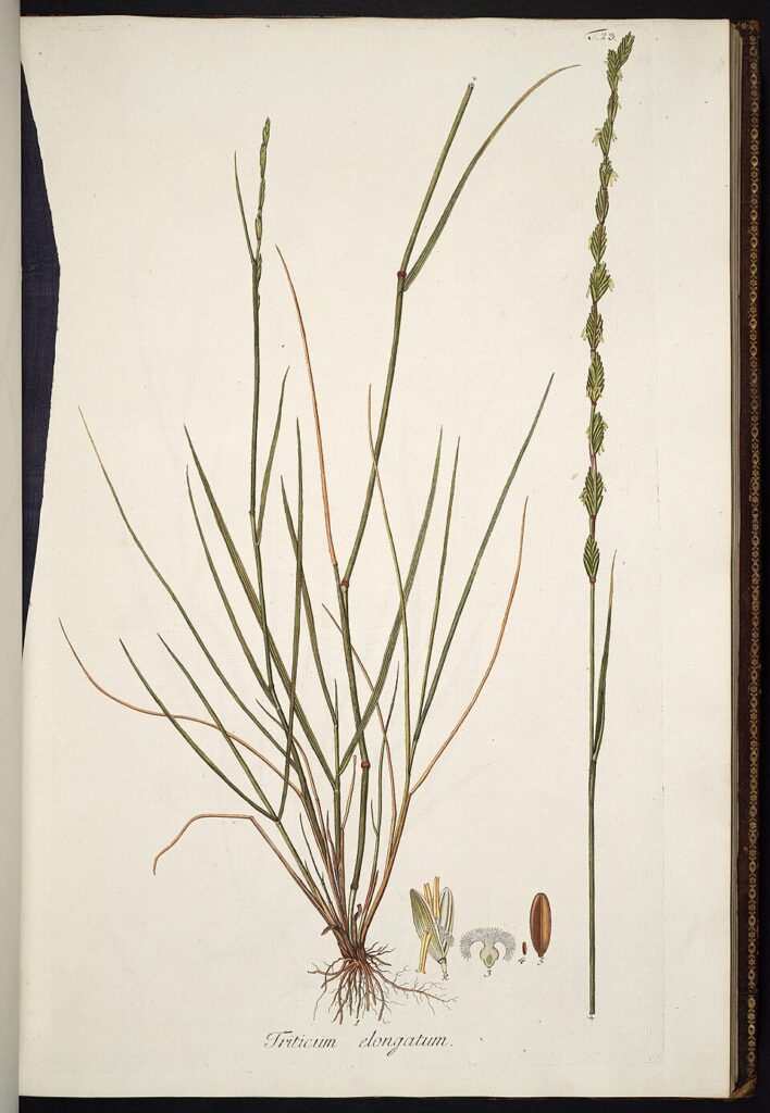 Elytrigia scirpea
