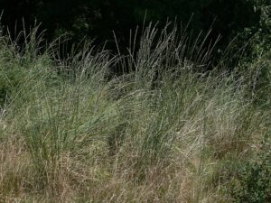 Elytrigia obtusiflora