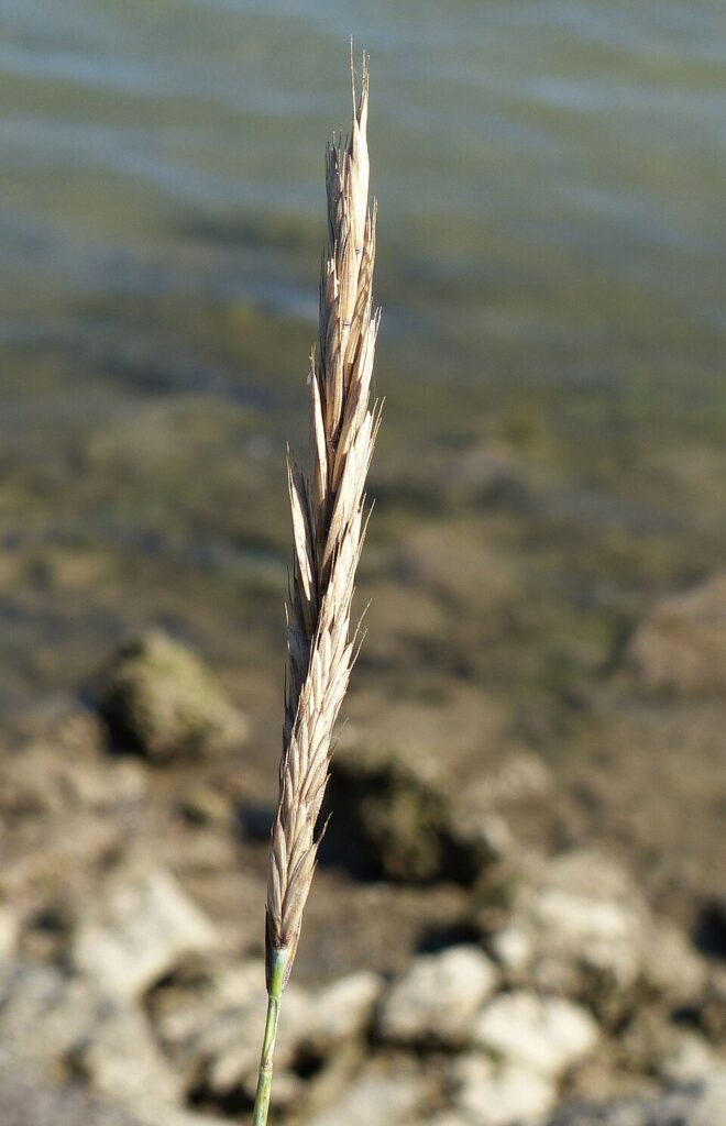 Elymus pungens subsp. pungens