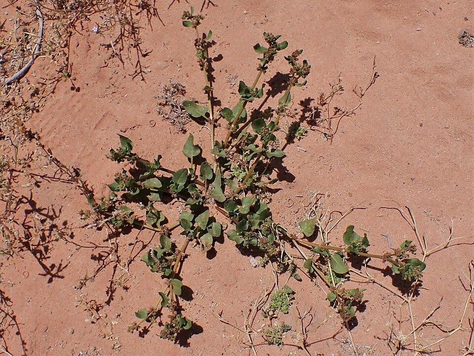 Emex spinosa
