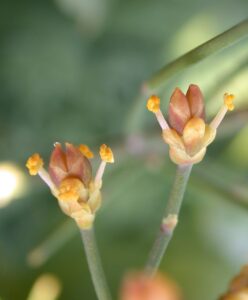 Ephedra foeminea