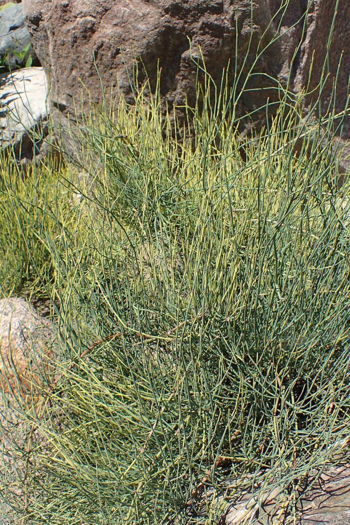 Ephedra gerardiana var. gerardiana