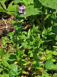 Epilobium alpestre