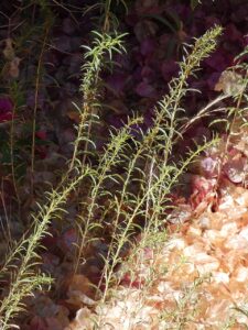 Epilobium brachycarpum