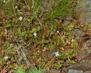 Epilobium brunnescens