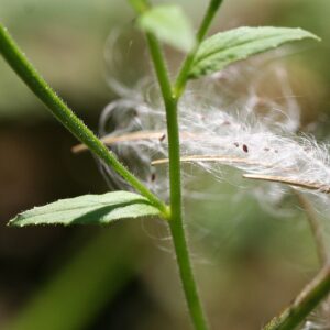 Epilobium ciliatum