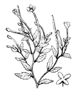 Epilobium collinum