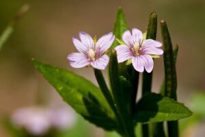 Epilobium hornemannii