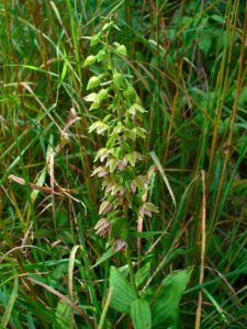 Epipactis tallosii