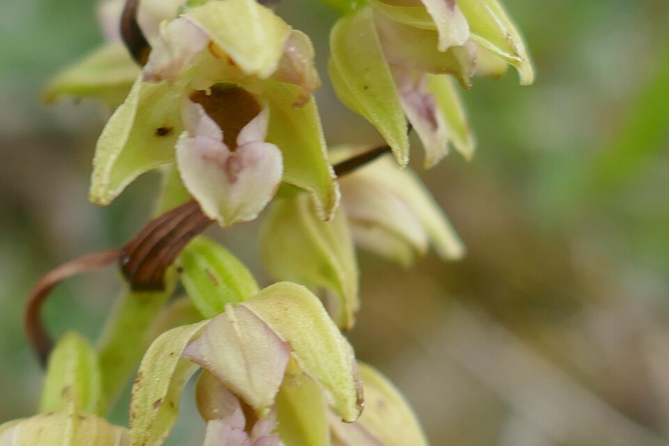 Epipactis helleborine subsp. neerlandica