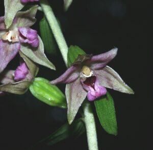 Epipactis leptochila subsp. neglecta