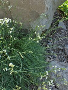 Eremogone capillaris var. capillaris