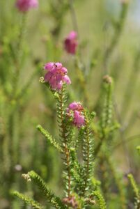 Erica andevalensis