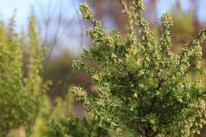 Erica lusitanica