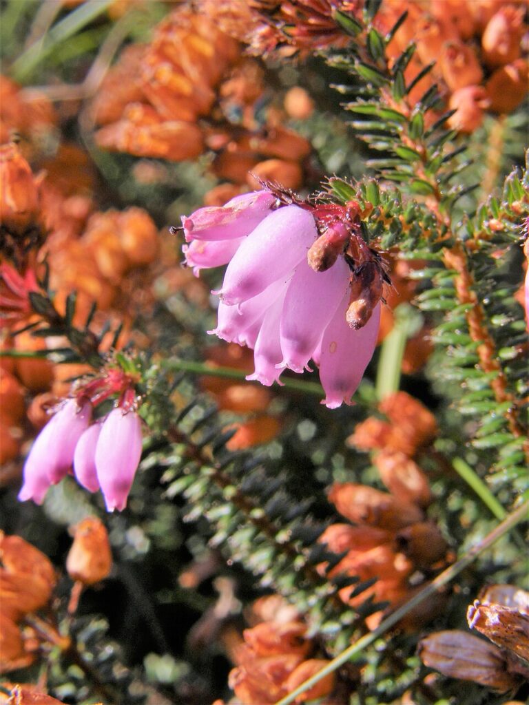 Erica mackayana