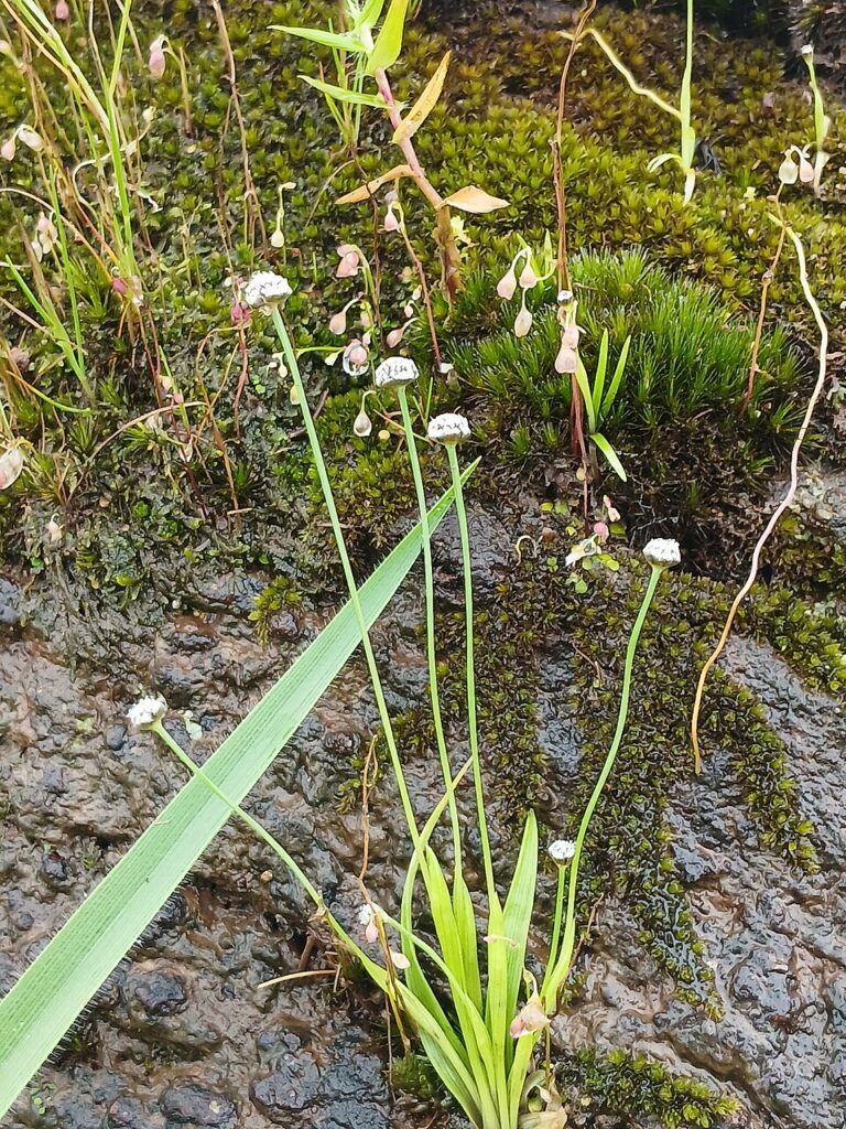 Eriocaulon