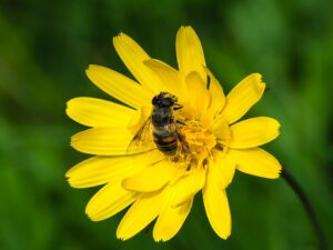 Tragopogon pratensis