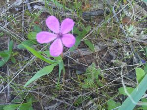 Erodium aethiopicum