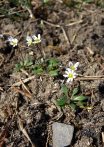 Draba verna aggr.