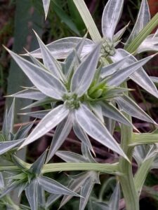Eryngium triquetrum