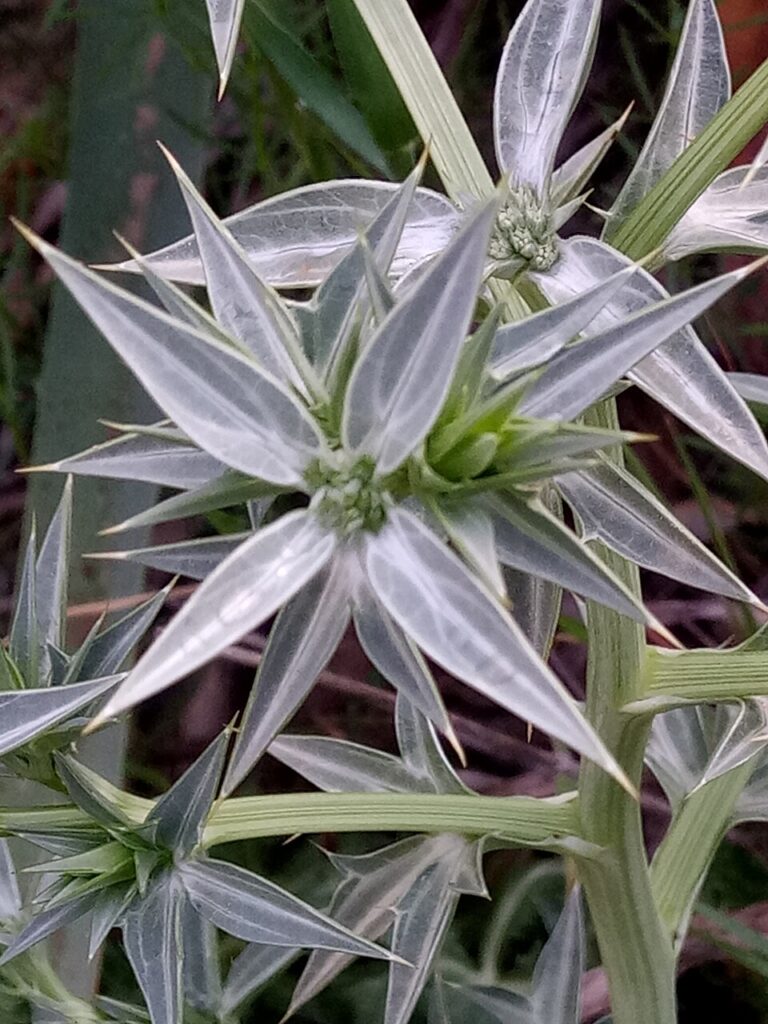Eryngium triquetrum