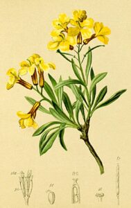 Erysimum duriaei subsp. duriaei