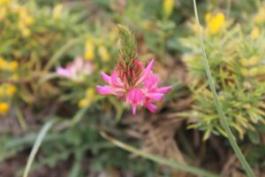 Onobrychis pyrenaica