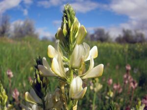 Onobrychis saxatilis