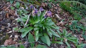 Scilla lilio-hyacinthus