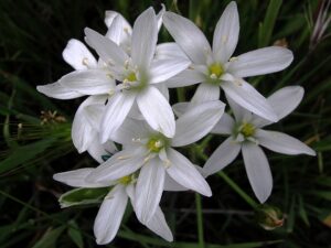Ornithogalum baeticum