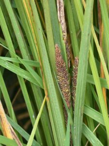 Carex recta