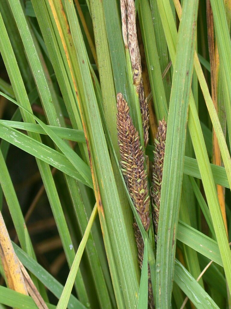 Carex recta