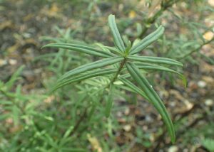 Euonymus nanus