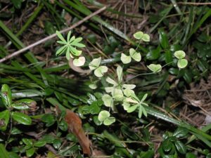 Euphorbia borealis
